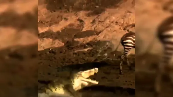 عصبانیت کروکودیل پس از ناکامی در شکار گورخر خوش شانس + فیلم