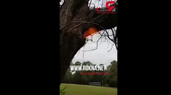 شعله‌های آتش در درون تنه یک درخت + فیلم 