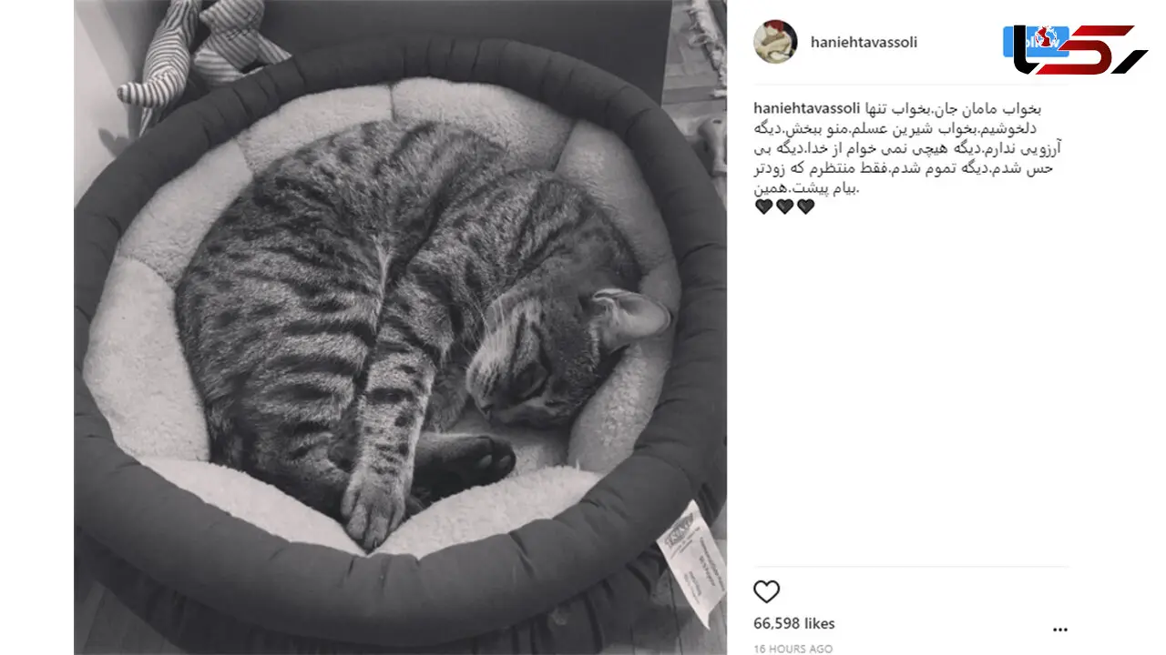 جنجالی که مرگ گربه بازیگر زن معروف ایرانی به پا کرد  +تصاویر 