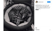 جنجالی که مرگ گربه بازیگر زن معروف ایرانی به پا کرد  +تصاویر 