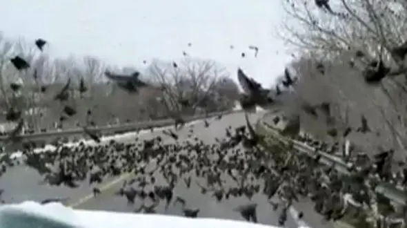 حمله باورنکردنی پرنده های وحشی به خودروی یک زن در جاده+عکس