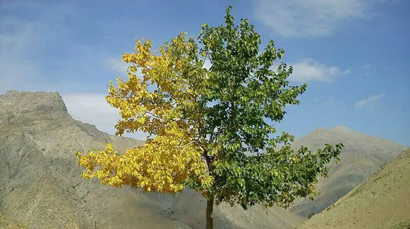 درخت عجیب و زیبای دو رنگ