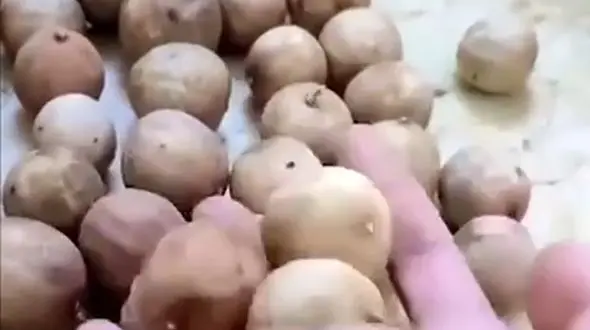 با این روش دیگه لیمو عمانی تلخ نمیشه / فیلم