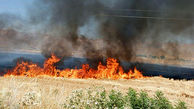 آتش سوزی در 8 هکتار از گندمزارهای آزادشهر + فیلم