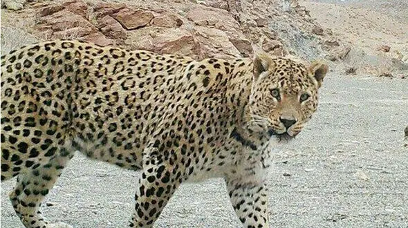 حمله پلنگ به یک چوپان در کوه‌های معدن / او در بین صخره ها گرفتار شد