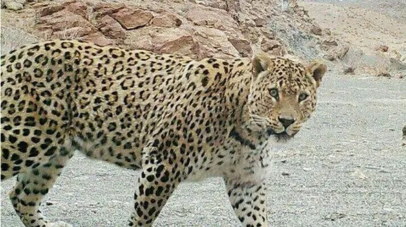 حمله پلنگ به یک چوپان در کوه‌های معدن / او در بین صخره ها گرفتار شد