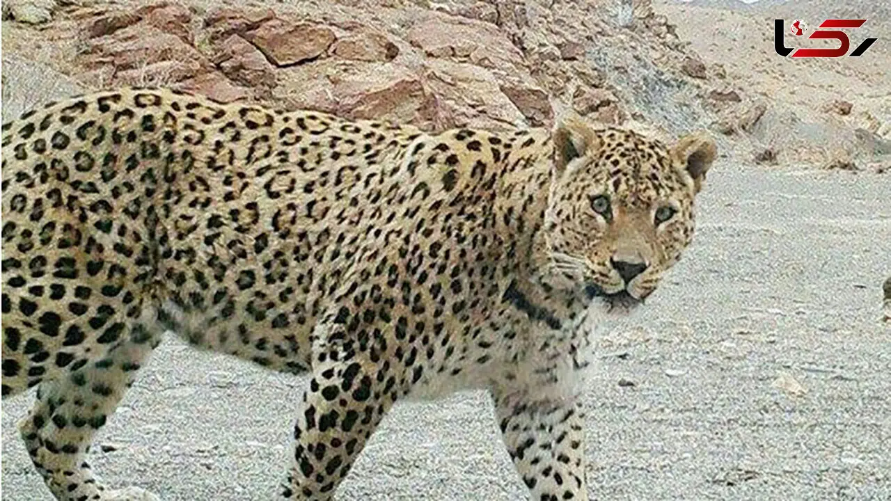 حمله پلنگ به یک چوپان در کوه‌های معدن / او در بین صخره ها گرفتار شد