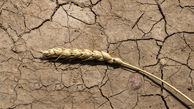 پرداخت دوهزارو ۷۸۰ میلیارد ریال خسارت خشکسالی به کشاورزان