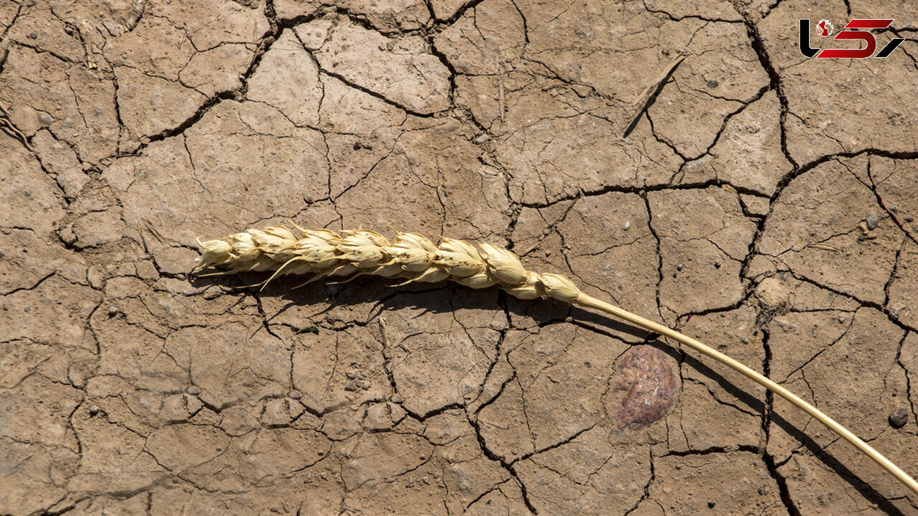 62 درصد کشور درگیر خشکسالی است