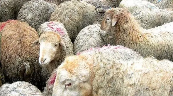 دستور دادستان درباره کشتار بی رحمانه گوسفندان باردار + فیلم بسیار فجیع