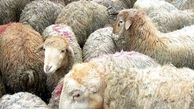 دستور دادستان درباره کشتار بی رحمانه گوسفندان باردار + فیلم بسیار فجیع