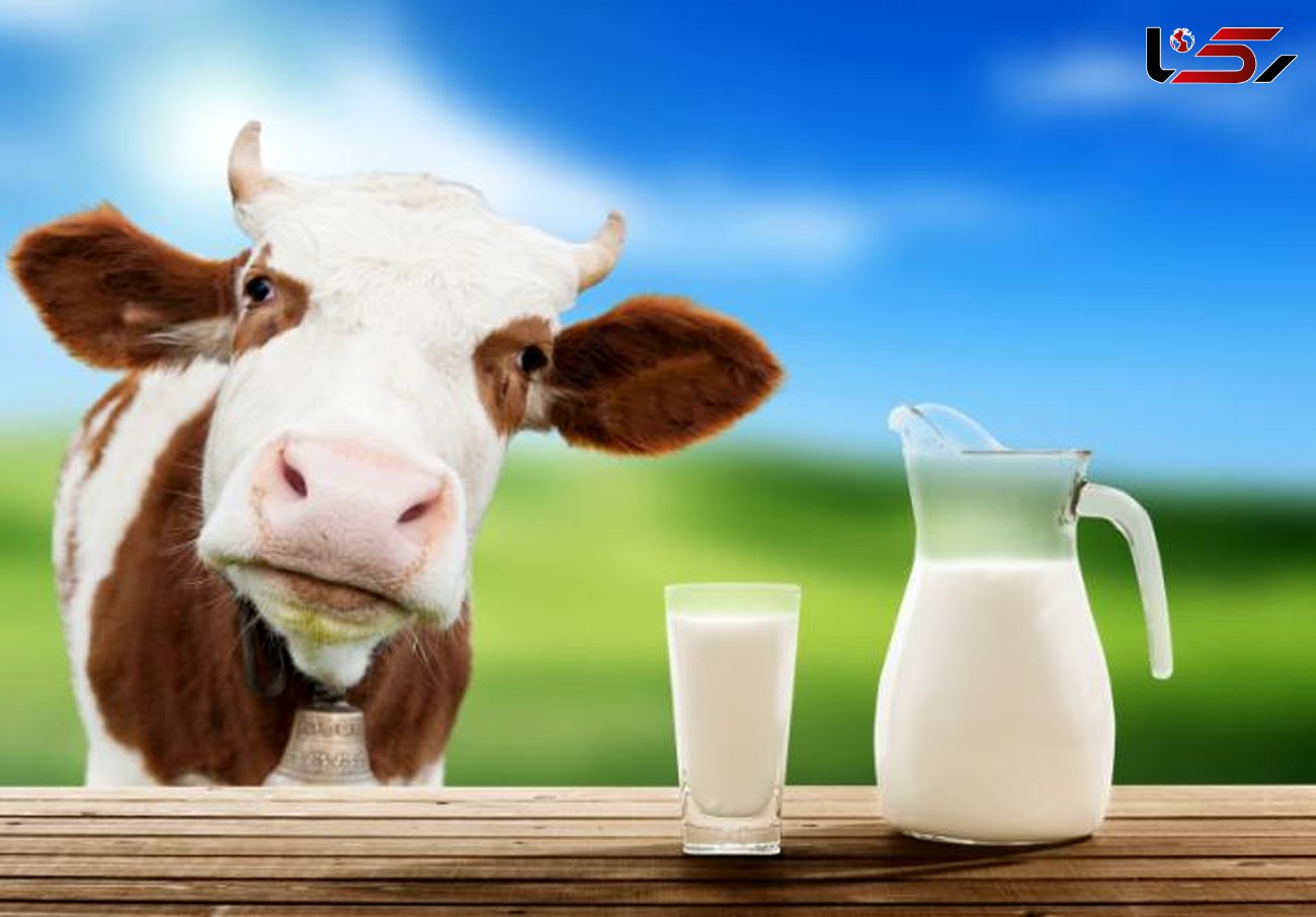 بررسی ویژگی های مثبت و منفی شیر گاو