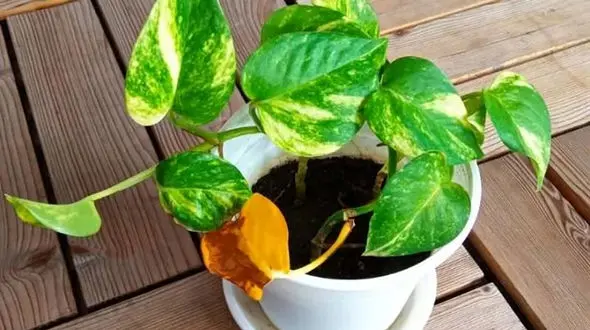 دلیل زرد شدن پیتوس و راهکارهای رفع آن