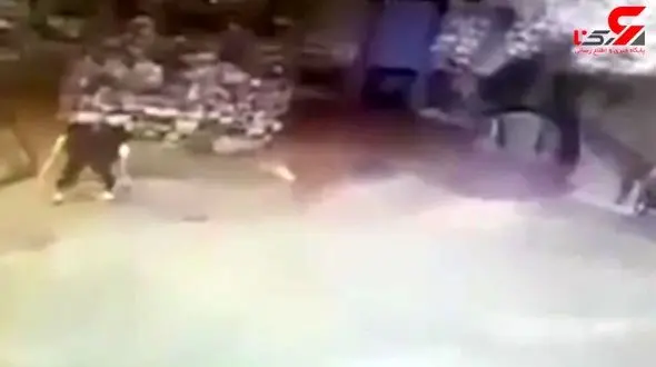 واکنش حرفه‌ای نظافتچی باغ وحش حین حمله خرس! +فیلم 