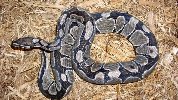 پیتون از باتلاق‌های فلوریدا راهی شهرها شد