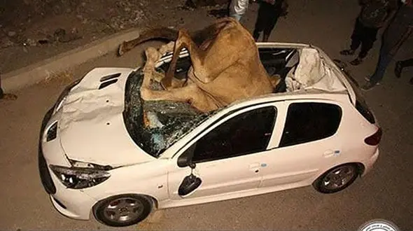 عکس های تلخ از تصادف عجیب 2 شتر با پژو 207 / شترها جان باختند