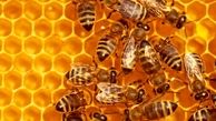 دستگیری دو پسر شرور به خاطر قتل نیم میلیون زنبور عسل