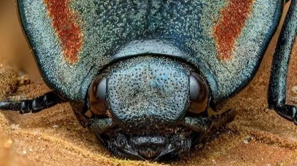 سوسک کلیک، موجودی با قدرت جهش خارق العاده / دلیل نامگذاری + تصاویر جذاب