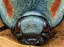 سوسک کلیک، موجودی با قدرت جهش خارق العاده / دلیل نامگذاری + تصاویر جذاب