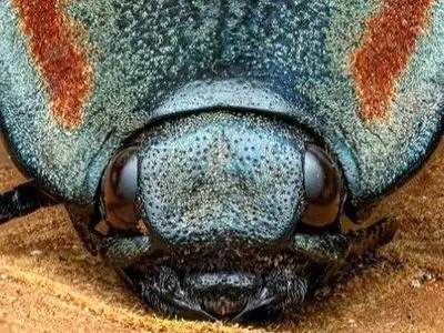 سوسک کلیک، موجودی با قدرت جهش خارق العاده / دلیل نامگذاری + تصاویر جذاب