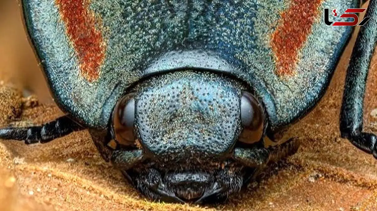 سوسک کلیک، موجودی با قدرت جهش خارق العاده / دلیل نامگذاری + تصاویر جذاب