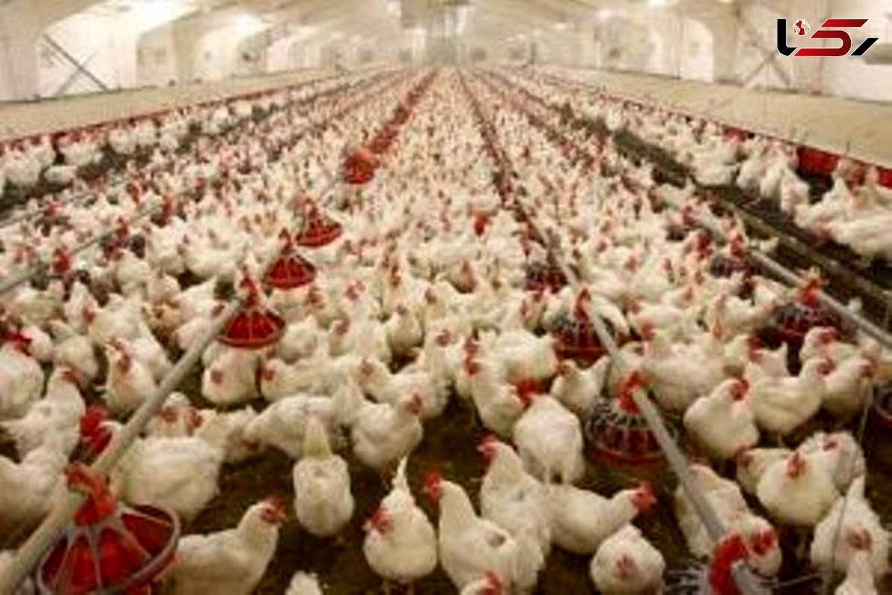 ضرر تولید کنندگان از بازار مرغ