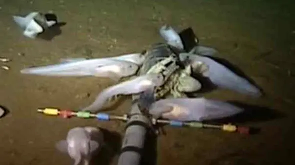 کشف ماهی عجیب و غریب در عمق 8 هزار متری اقیانوس ها