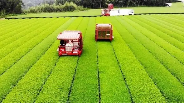 گران‌ترین چای سبز ژاپن + فیلم