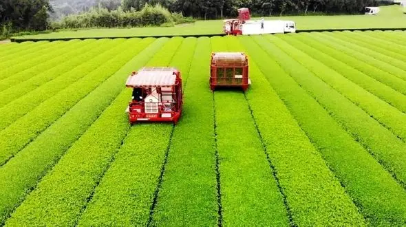 گران‌ترین چای سبز ژاپن + فیلم