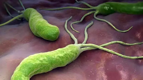 میکروب معده چیست؟ همراه با 5 جدول جامع و مفید 