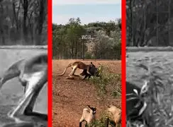 فیلم نبرد عجیب کانگورو و گراز وحشی