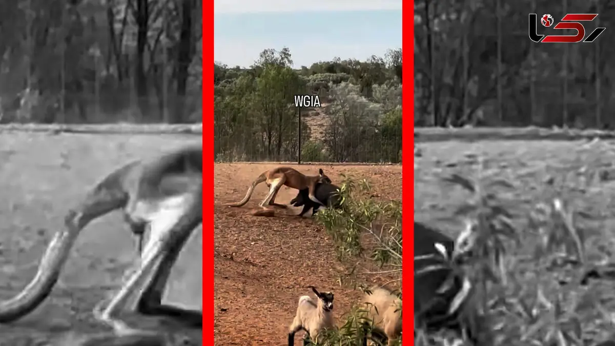 فیلم نبرد عجیب کانگورو و گراز وحشی