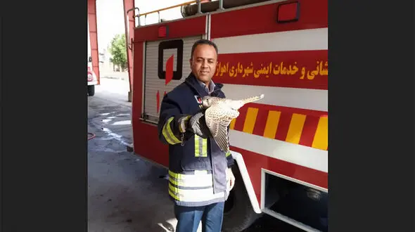 پرنده شکاری خانواده اهوازی را به وحشت انداخت + عکس