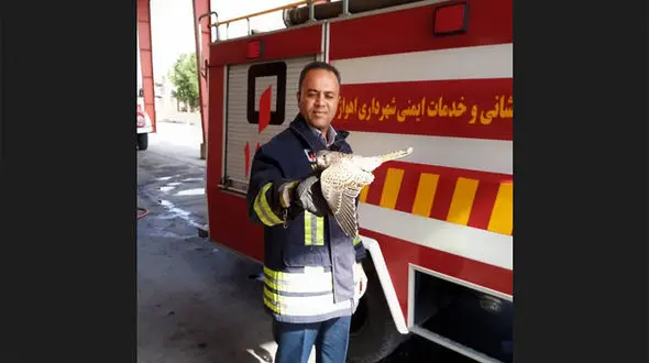 پرنده شکاری خانواده اهوازی را به وحشت انداخت + عکس