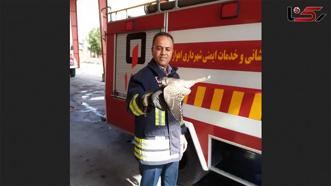 پرنده شکاری خانواده اهوازی را به وحشت انداخت + عکس