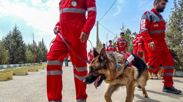 عاشق آب بازی‌اند، شکمو و قهرمان؛ سگ های جست و جویی که قلبشان برای نجات می تپد + فیلم