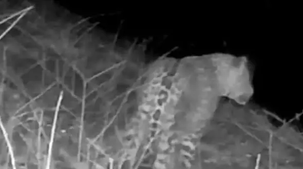 مشاهده پلنگ ایرانی در جنگل‌های هیرکانی گیلان