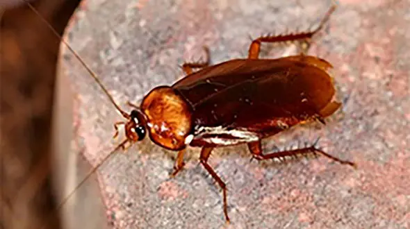 این موجود با سر قطع شده هم زنده می ماند + عکس