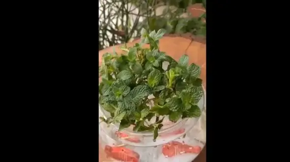 کاشت انواع سبزه دوستدار محیط زیست + فیلم