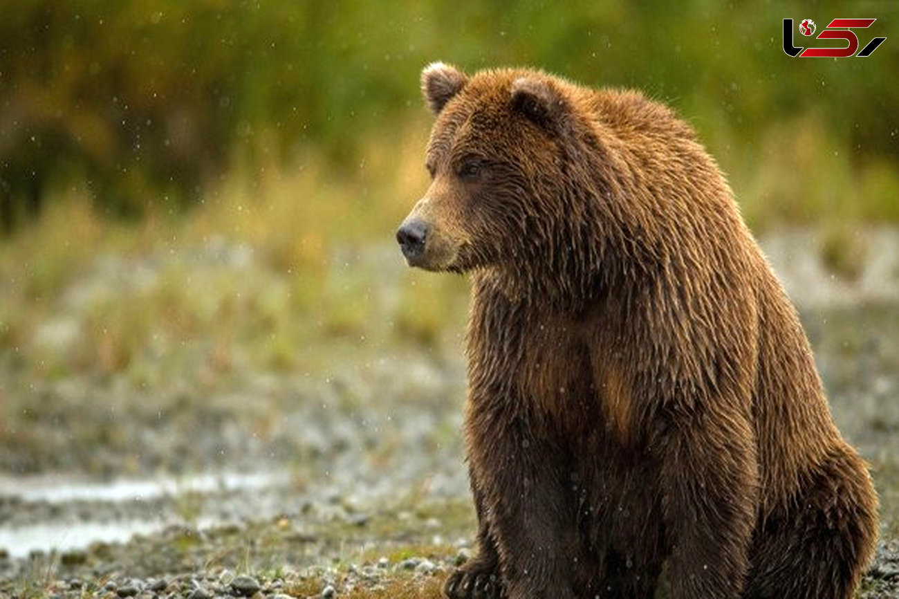 زنده‌گیری و تیمار خرس قهوه‌ای در شهرستان اقلید


