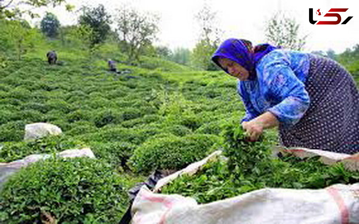 افزایش ۱۰ درصدی تولید چای/ پرداخت مطالبات چایکاران