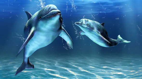 ببینید / لحظه زیبای مادر فرزندی از جنس دلفین ها + فیلم 