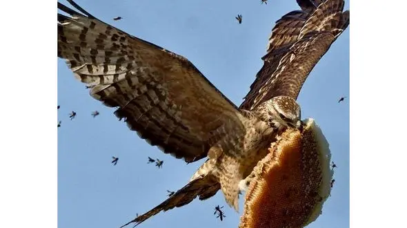 دزدی باورنکردنی عقاب! +عکس 