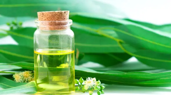 روغن اوکالیپتوس معجزه سرماخوردگی فصلی
