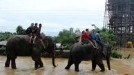 امداد و نجات سیل زده ها با فیل + تصاویر