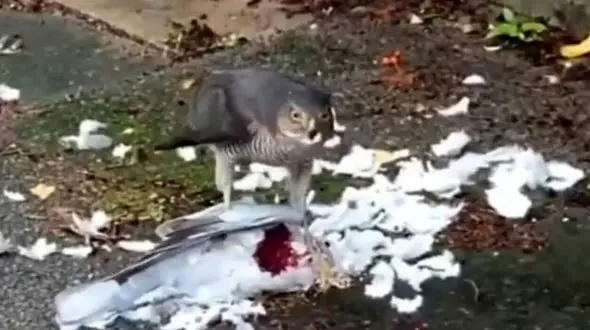 فیلم شکار دردناک کبوتر توسط شاهین