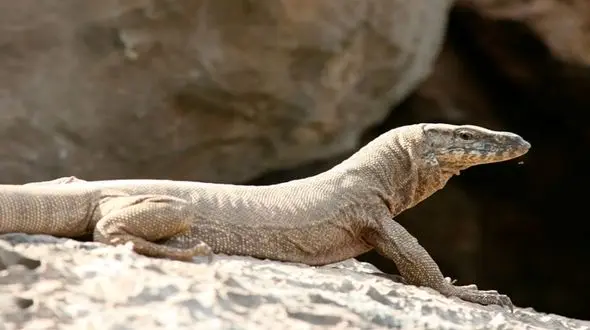 فیلم حمله  بزمجه به یک زن + جزییات 