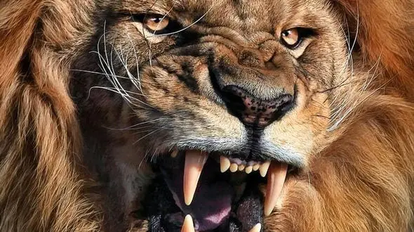 از ابهت شیر تا شکاری جالب توسط پرندگان