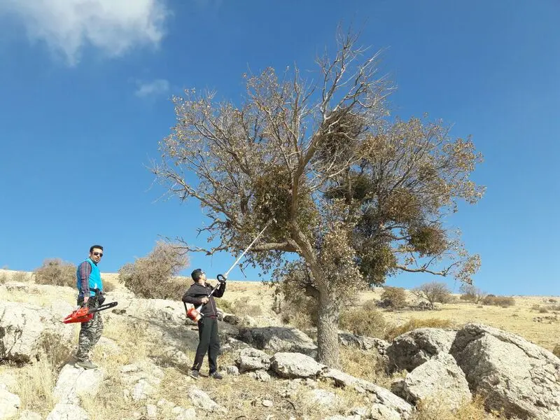 لورانتوس در زاگرس