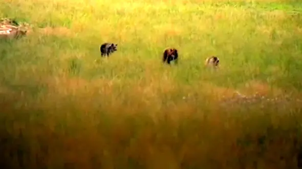 این خرس 22 سال در غل و زنجیر بود! + فیلم دیدنی